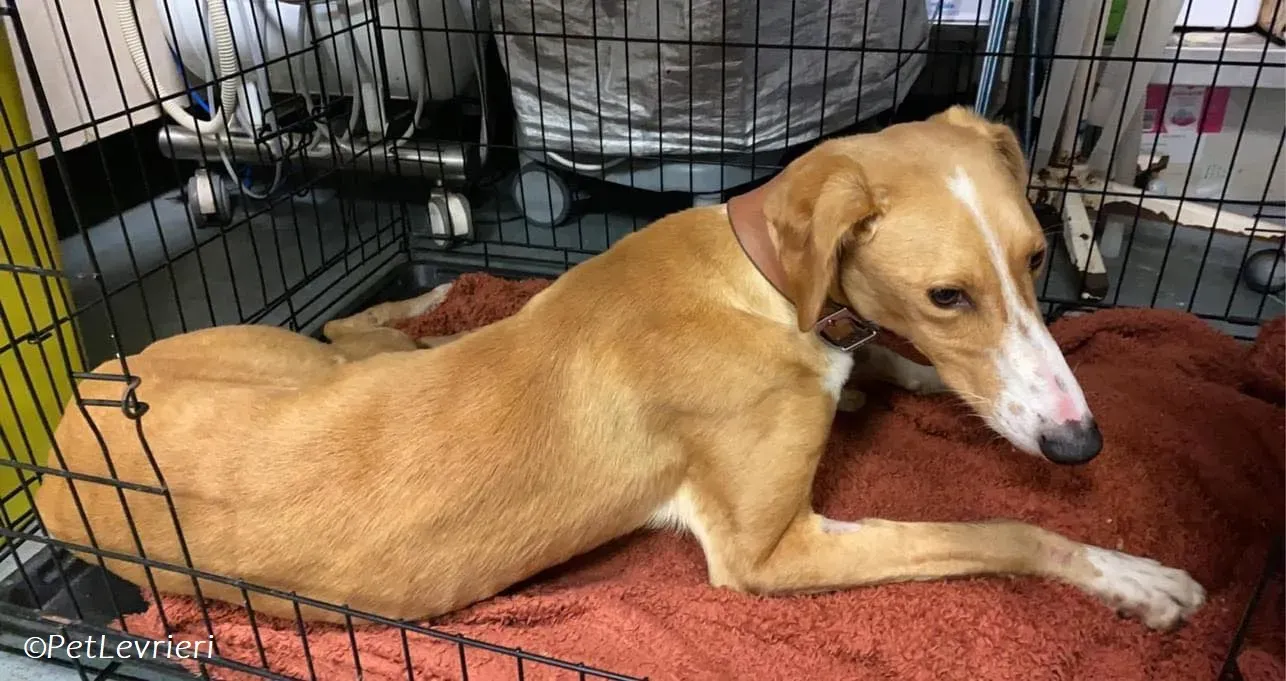 Jose adozione levrieri greyhound 18