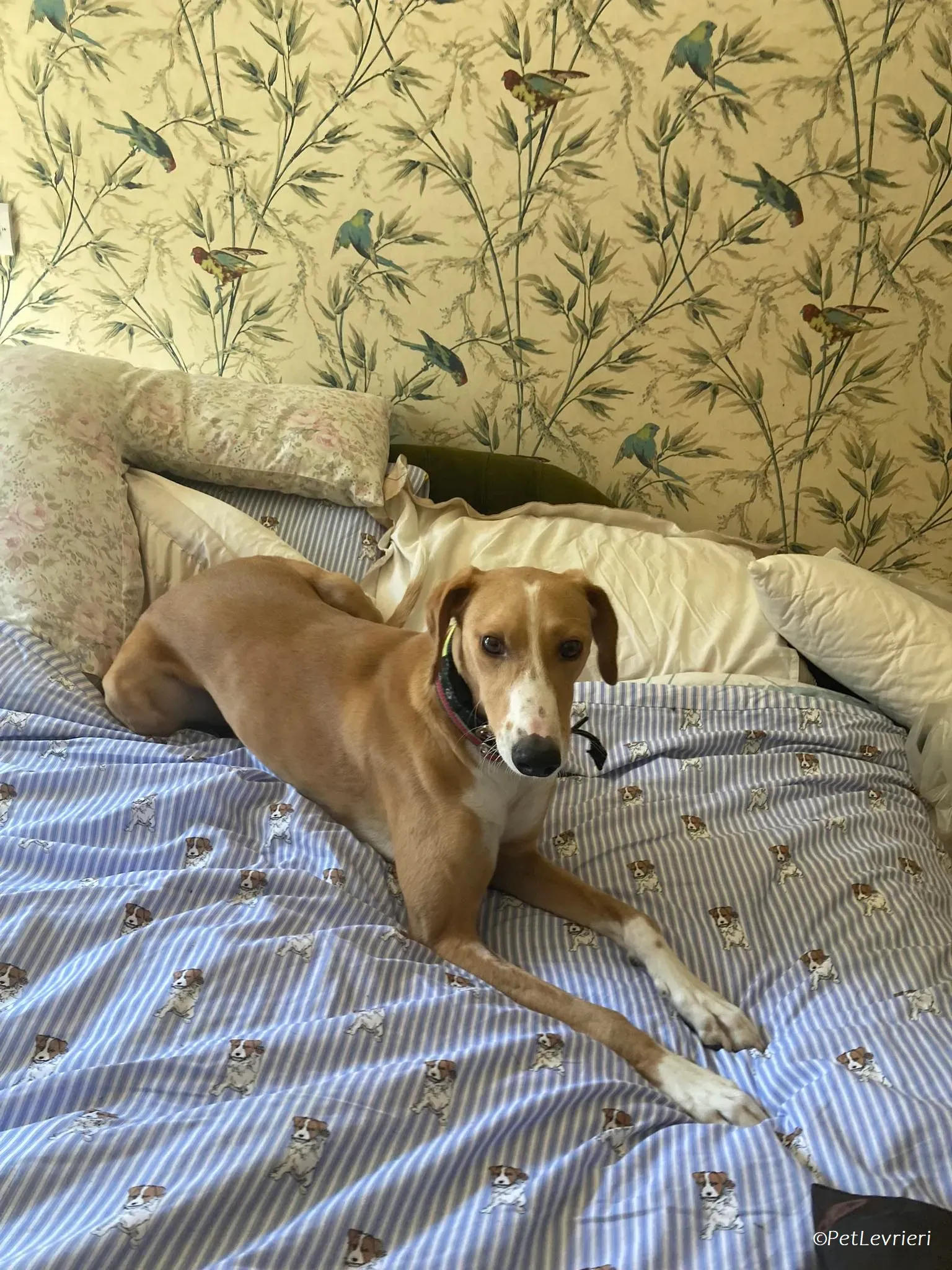 Jose adozione levrieri greyhound 2