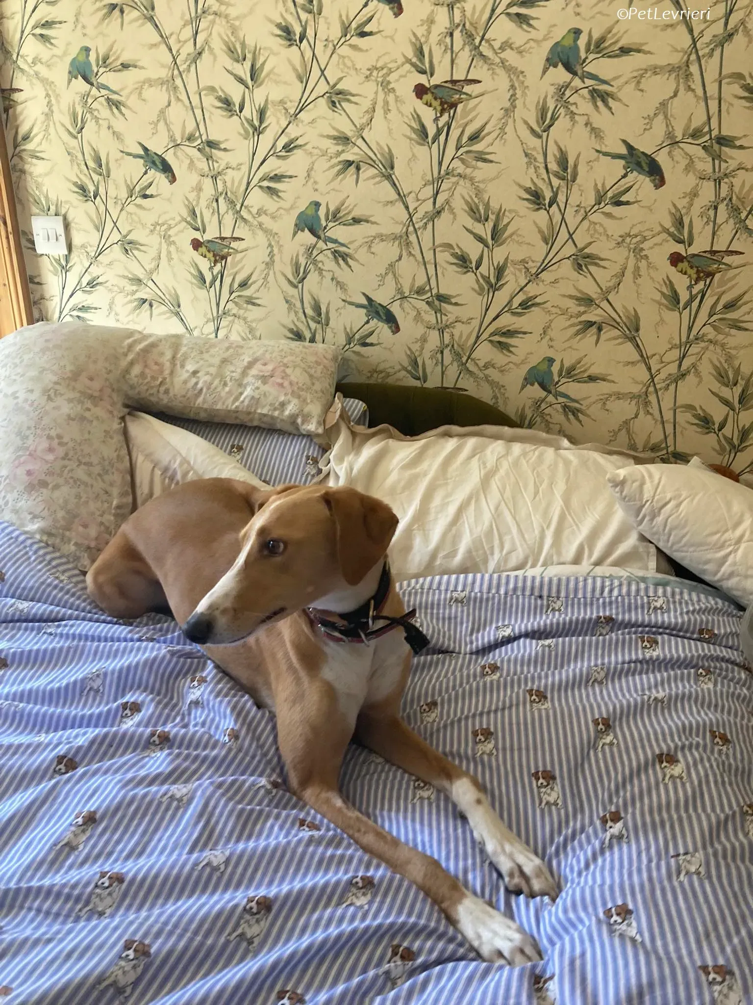 Jose adozione levrieri greyhound 3