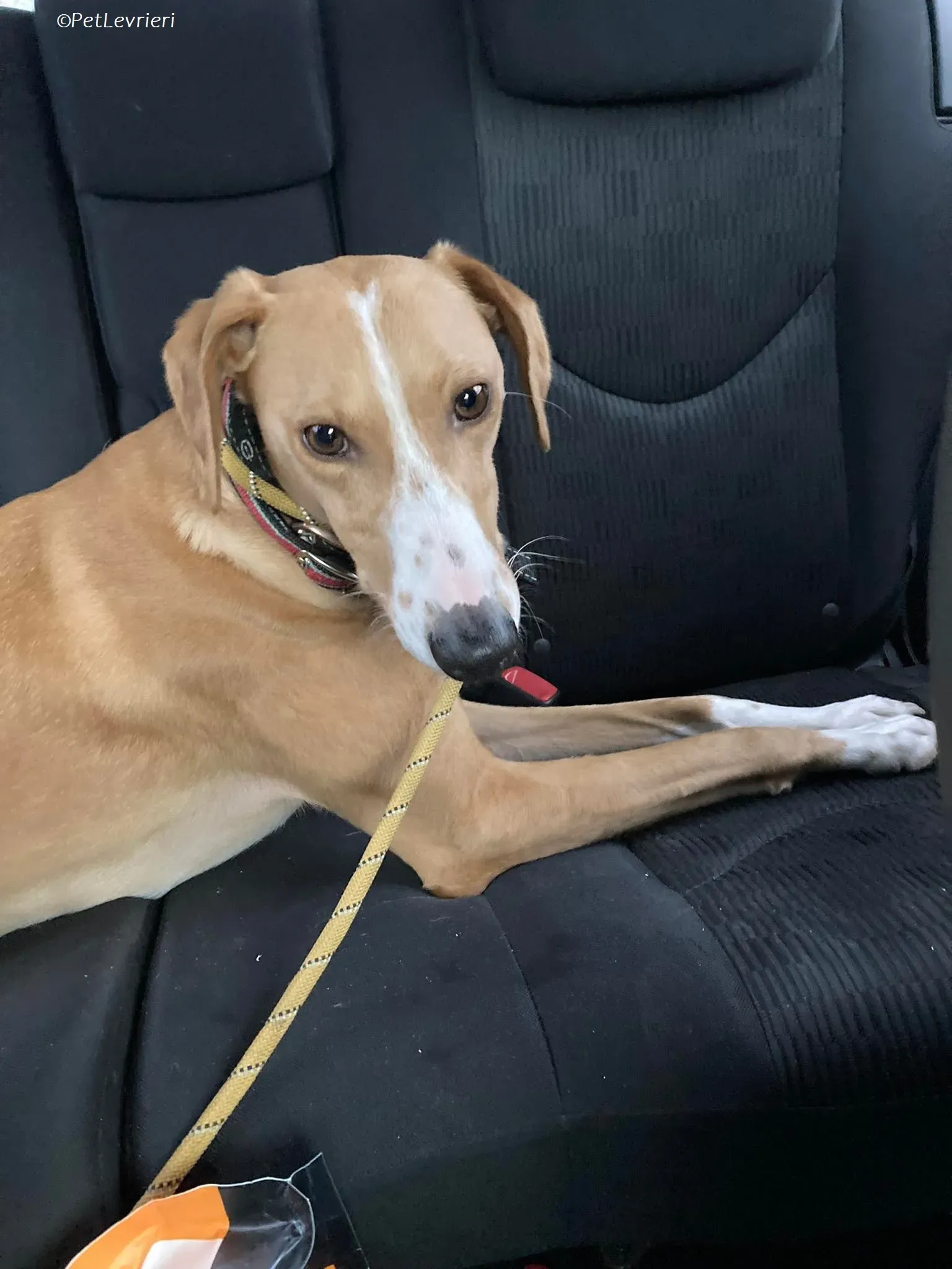 Jose adozione levrieri greyhound 4