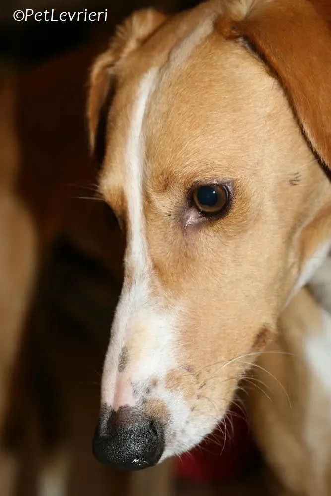 Jose adozione levrieri greyhound 5