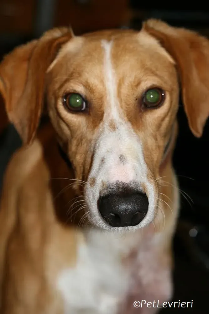 Jose adozione levrieri greyhound 6