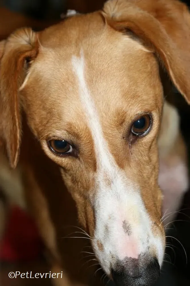 Jose adozione levrieri greyhound 7