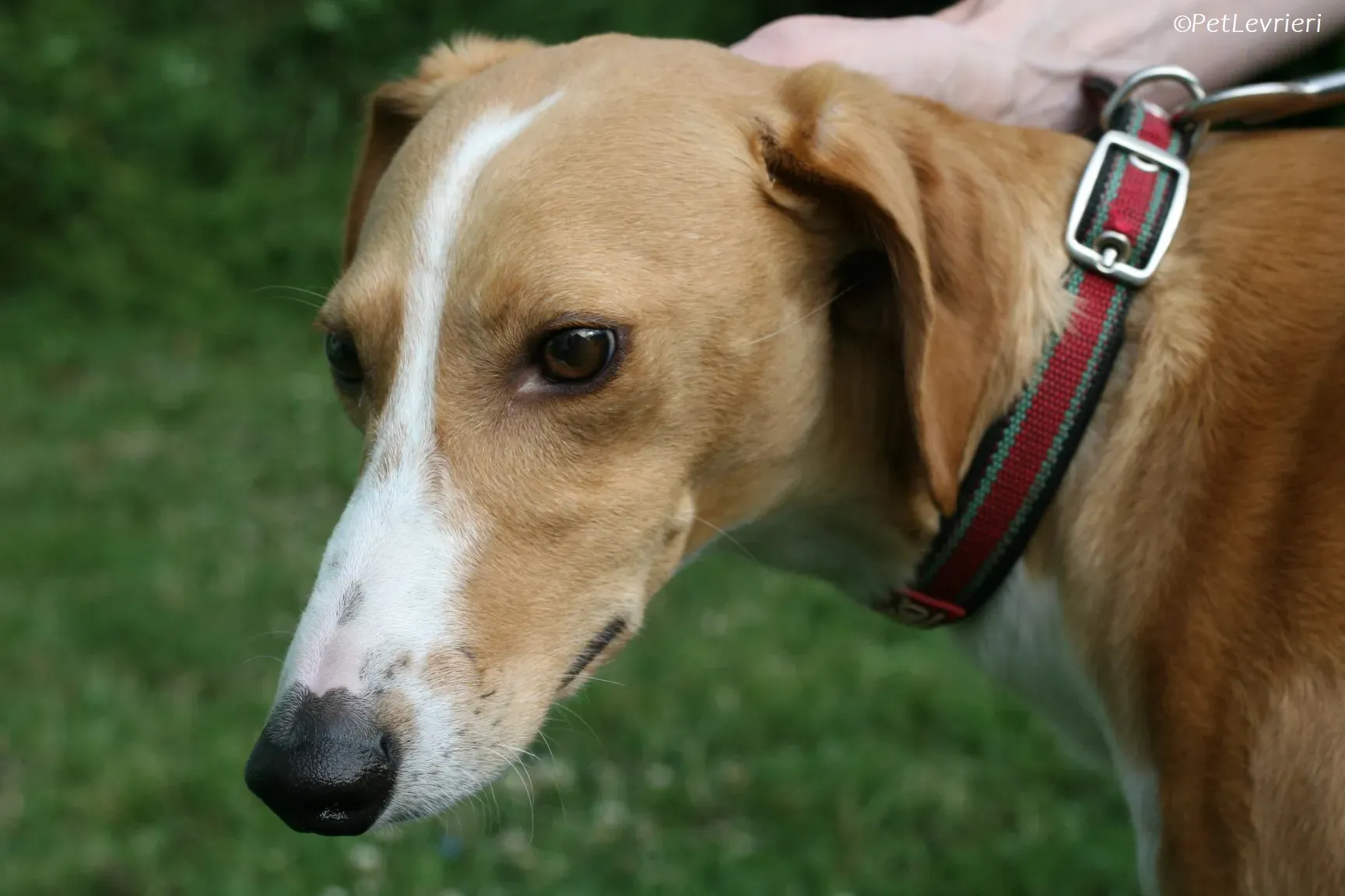 Jose adozione levrieri greyhound 8