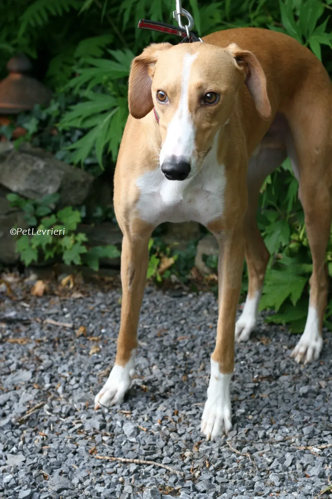 Jose adozione levrieri greyhound 9