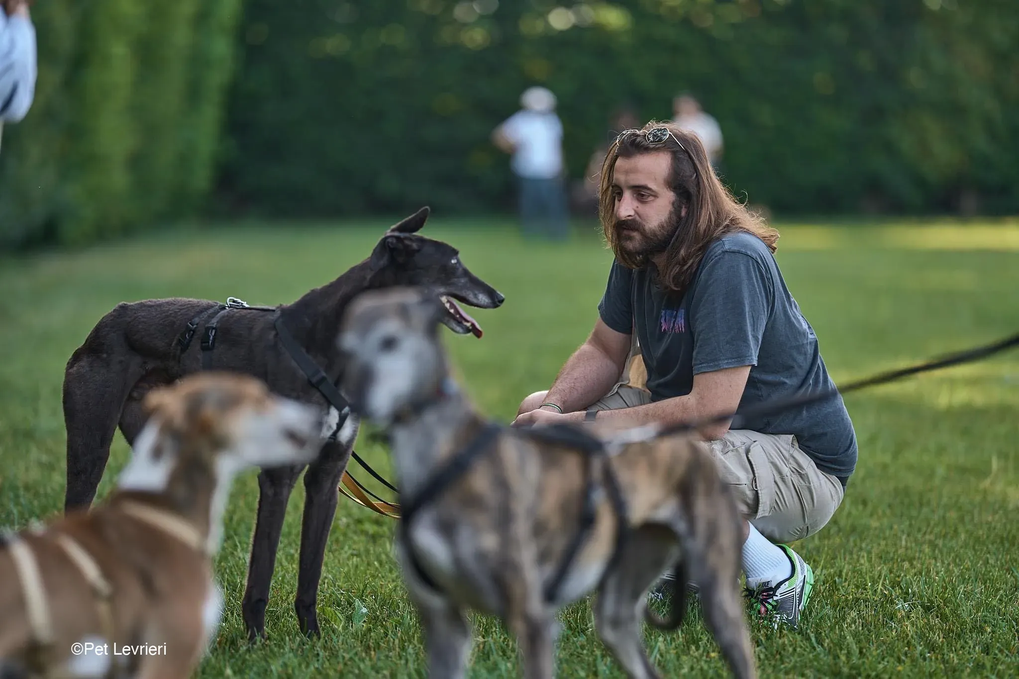 Joseph adozione levrieri greyhound arrivo in Italia blackdog 01