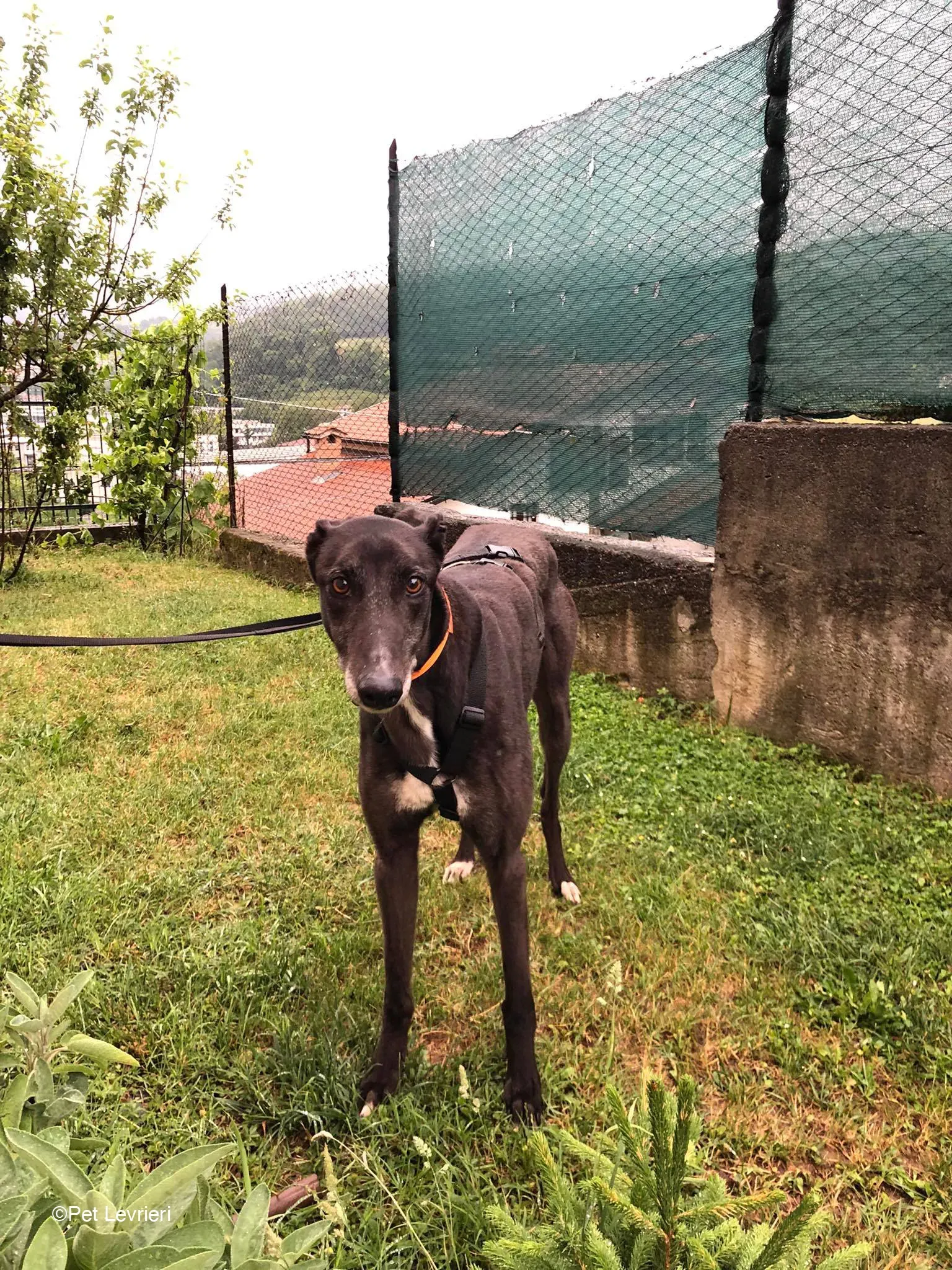 Joseph adozione levrieri greyhound fosterhome blackdog 01