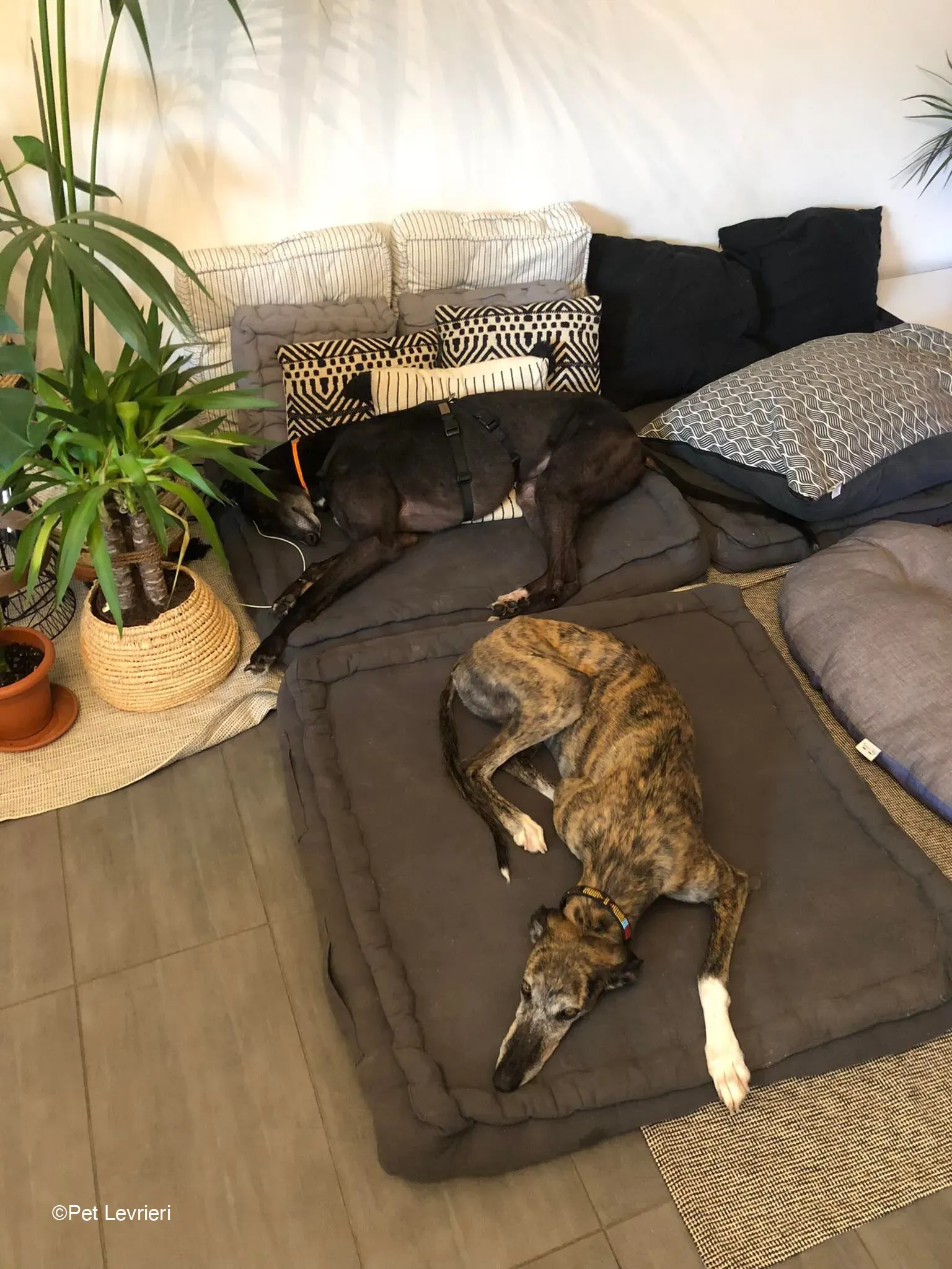 Joseph adozione levrieri greyhound fosterhome blackdog 02