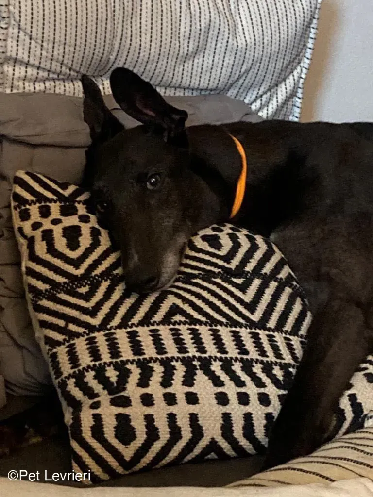 Joseph adozione levrieri greyhound fosterhome blackdog 03