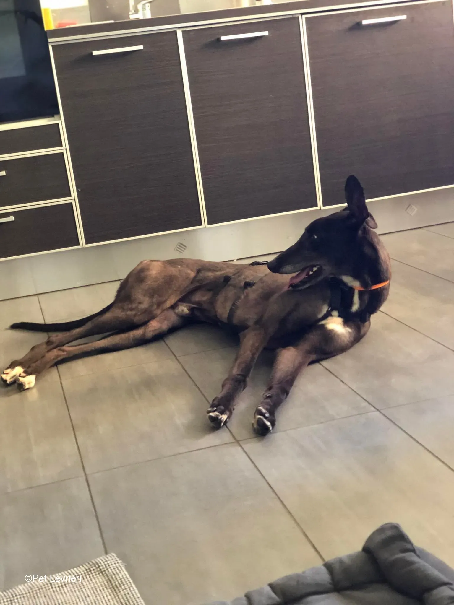 Joseph adozione levrieri greyhound fosterhome blackdog 04