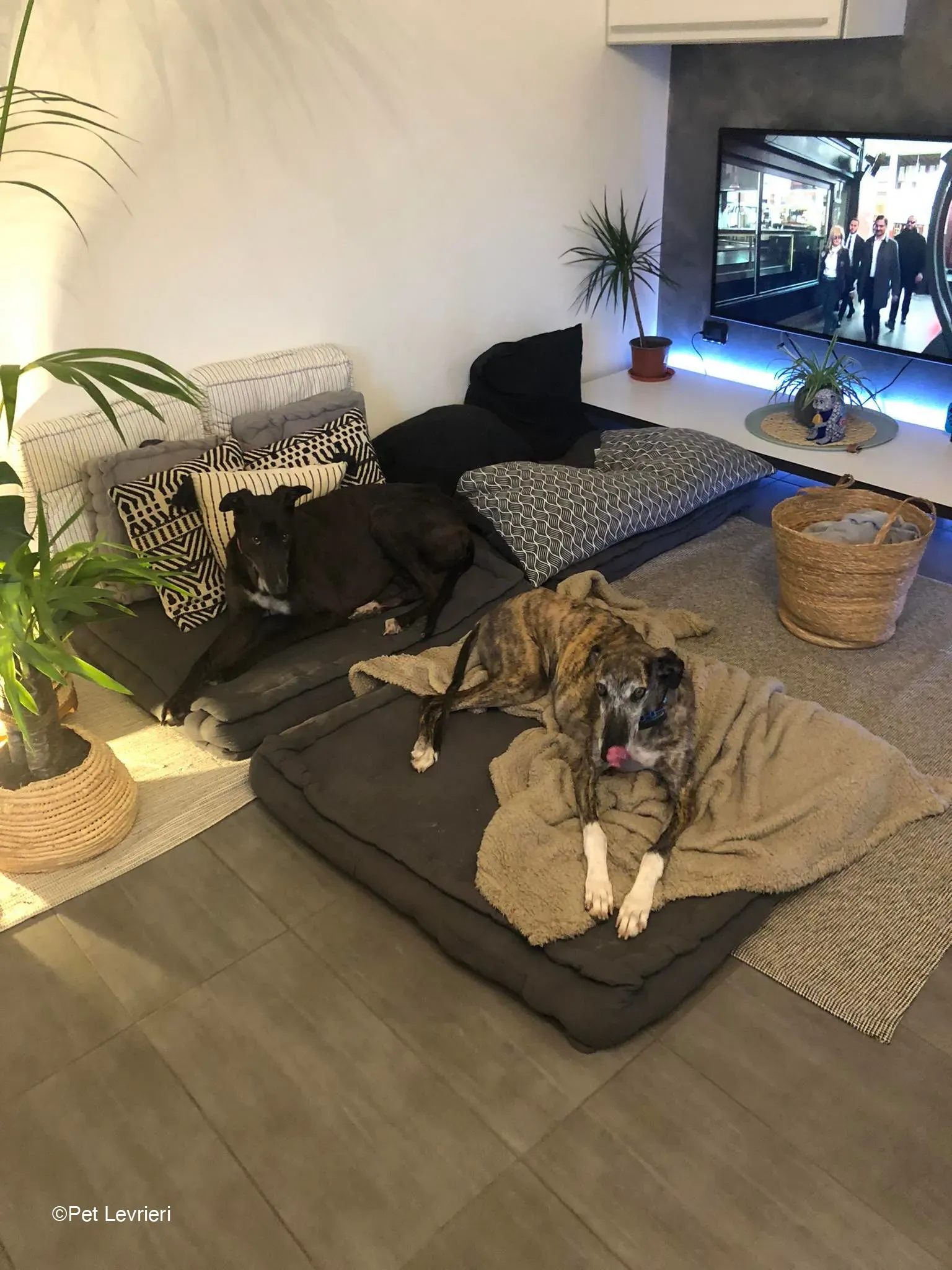 Joseph adozione levrieri greyhound fosterhome blackdog 05