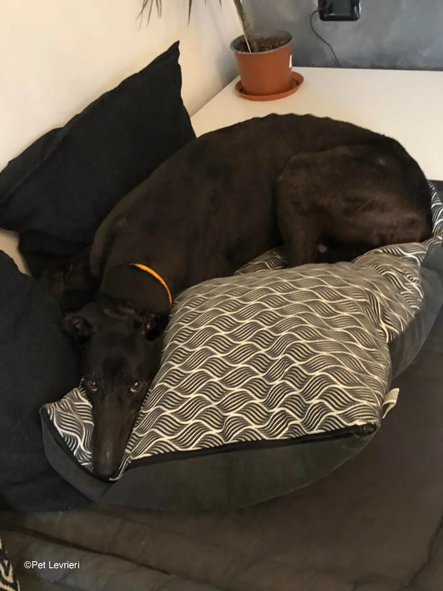 Joseph adozione levrieri greyhound fosterhome blackdog 07