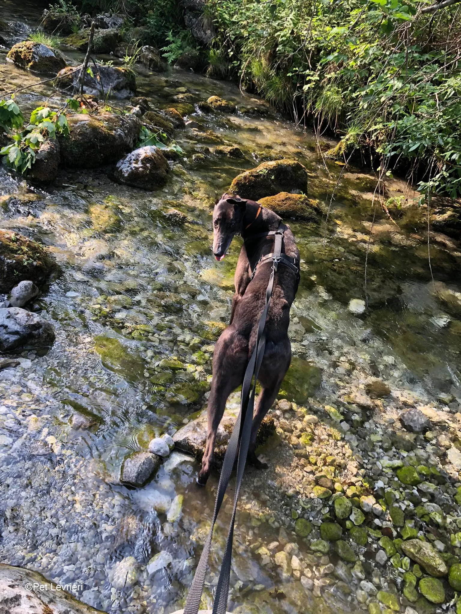 Joseph adozione levrieri greyhound fosterhome blackdog 08
