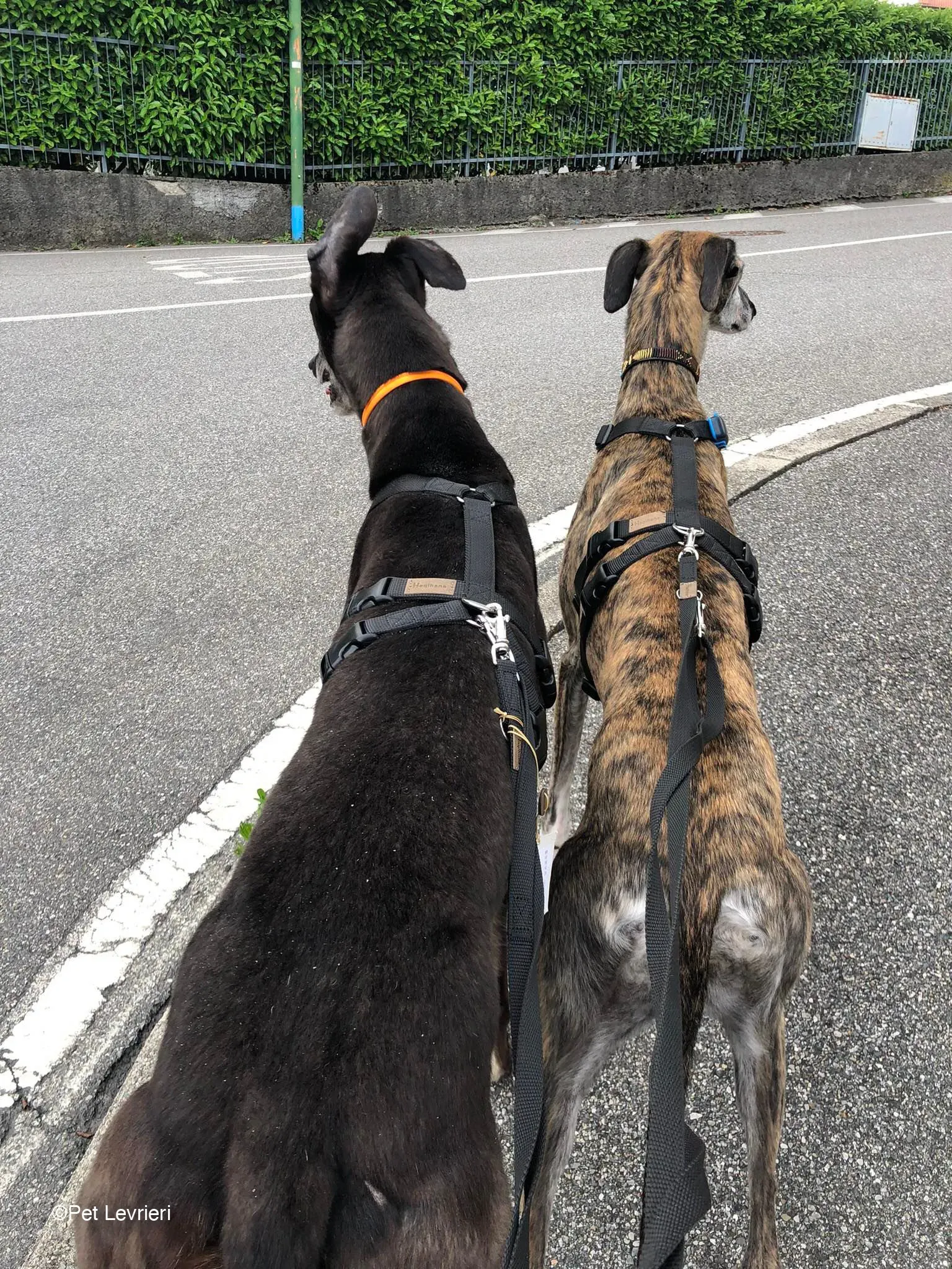 Joseph adozione levrieri greyhound fosterhome blackdog 09