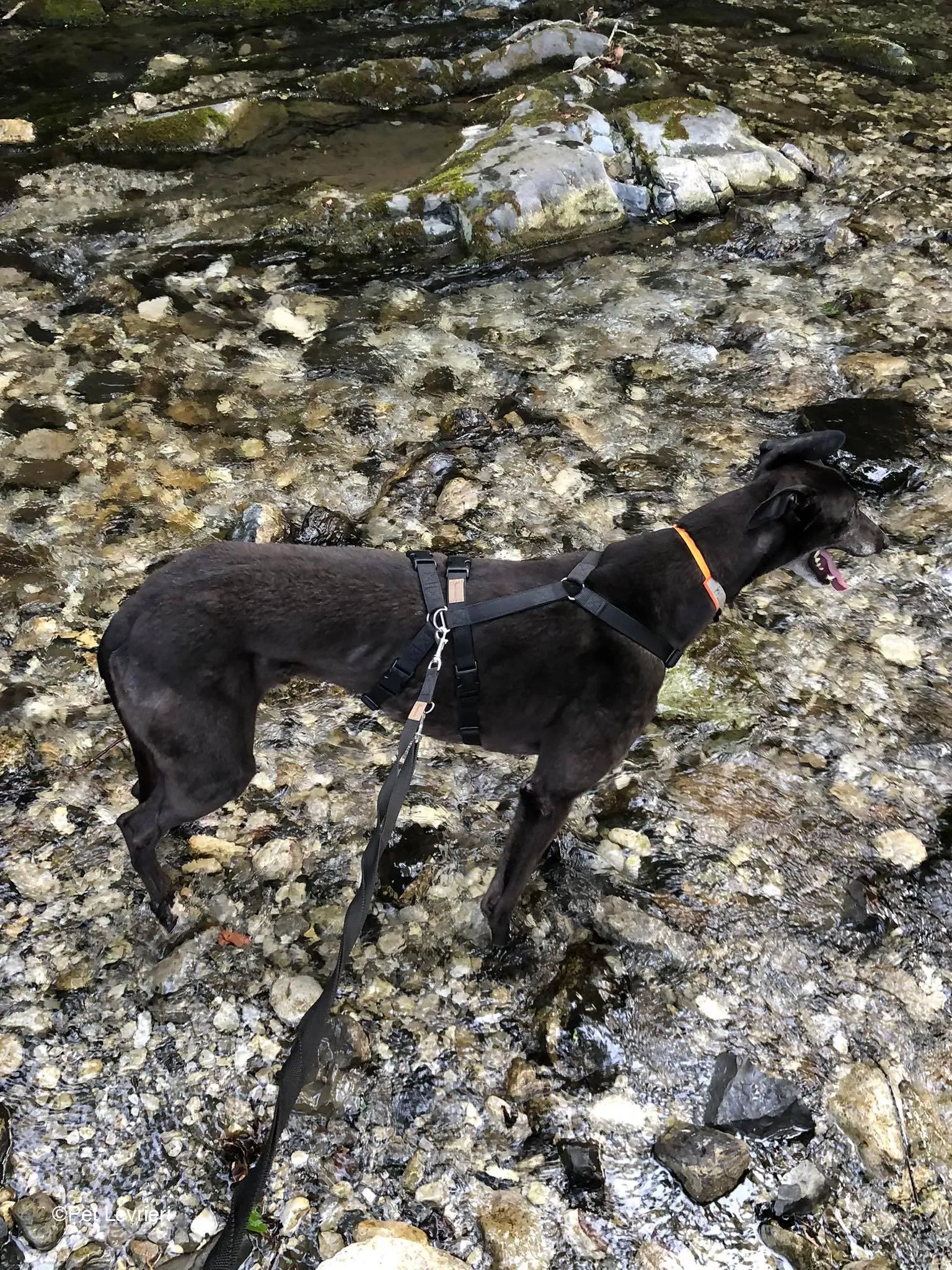 Joseph adozione levrieri greyhound fosterhome blackdog 10