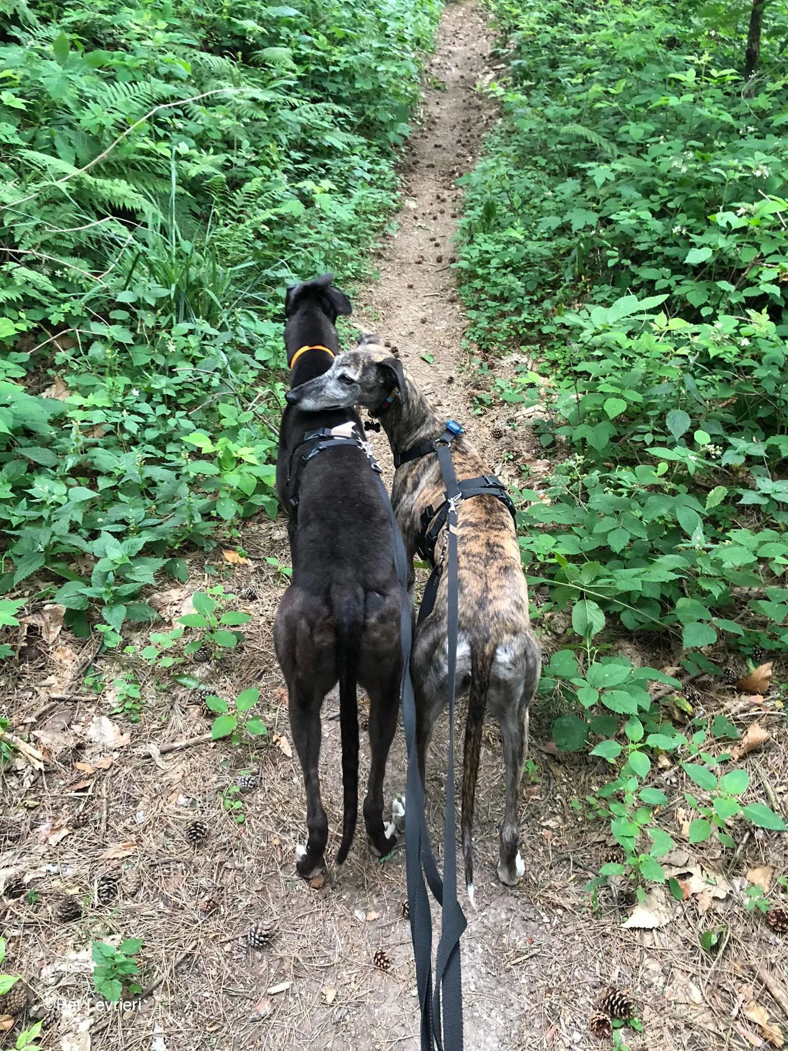 Joseph adozione levrieri greyhound fosterhome blackdog 11