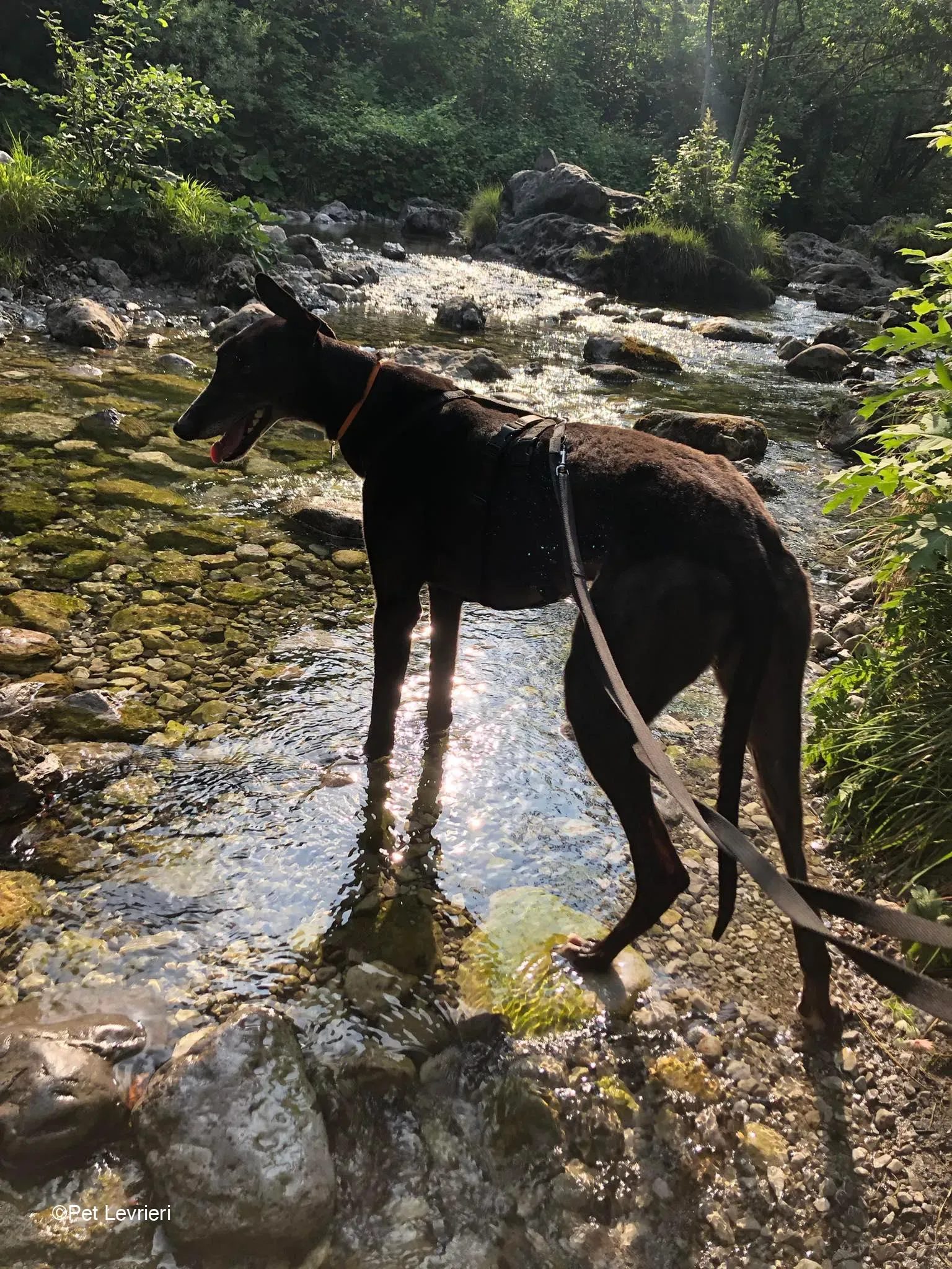 Joseph adozione levrieri greyhound fosterhome blackdog 12