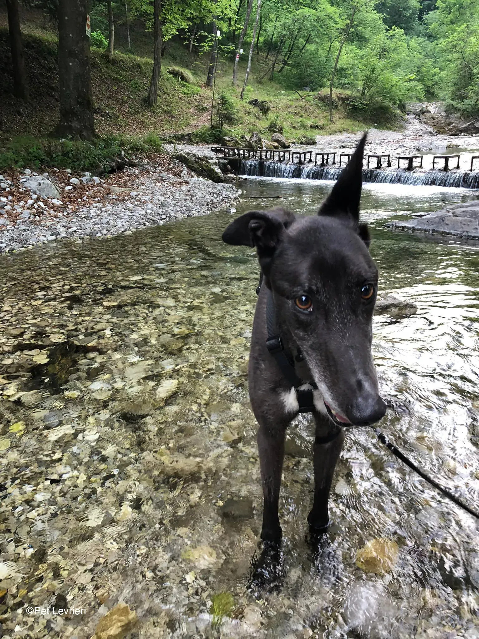 Joseph adozione levrieri greyhound fosterhome blackdog 14