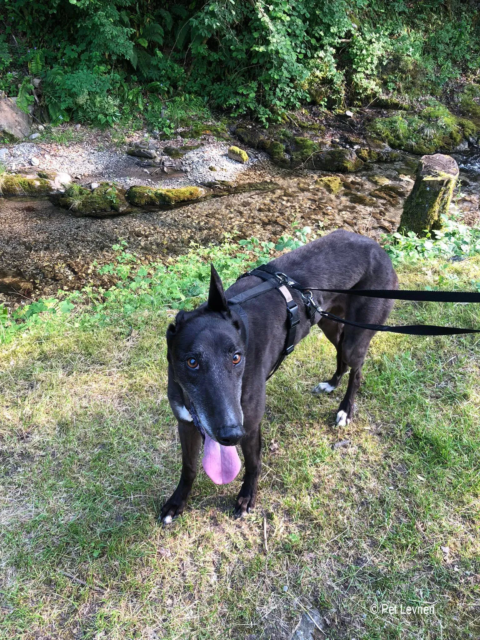 Joseph adozione levrieri greyhound fosterhome blackdog 15