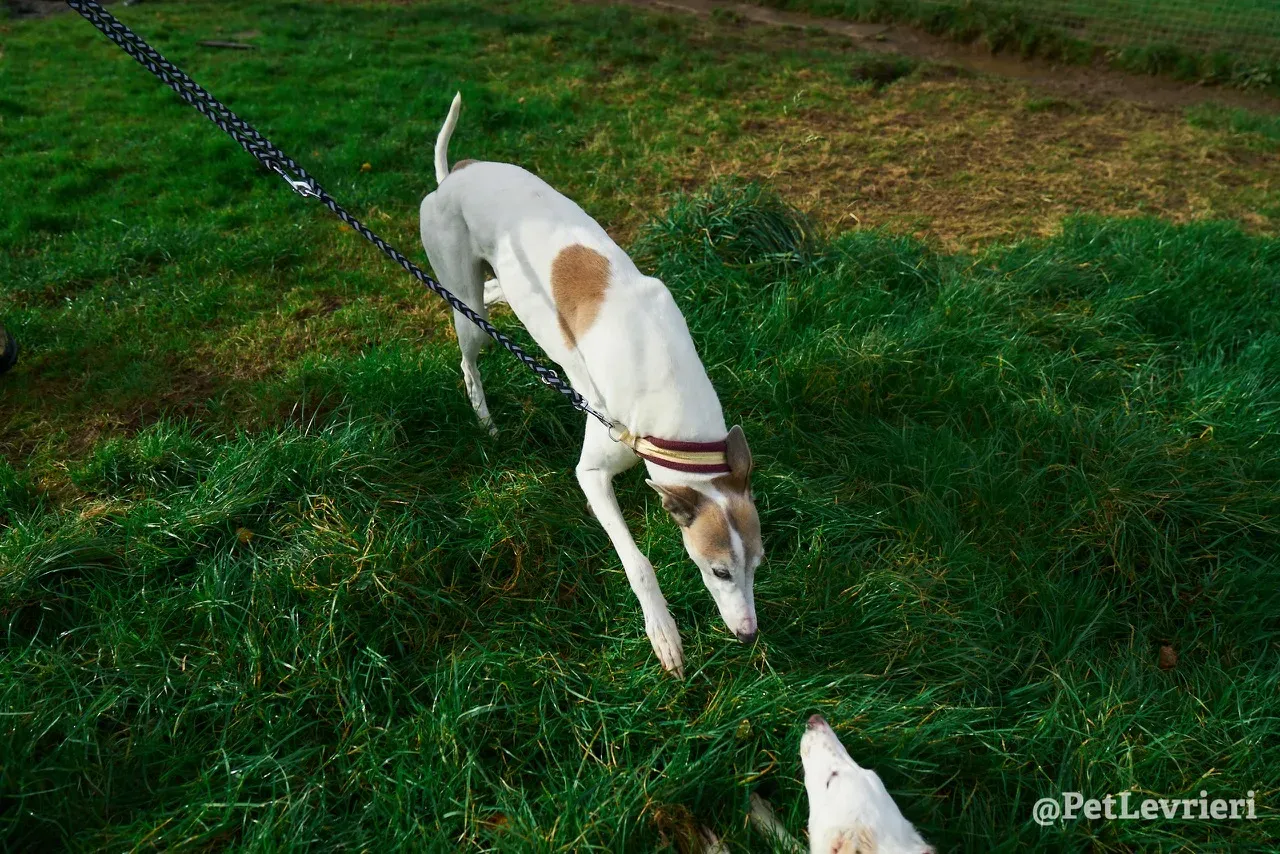 Josie pet levrieri greyhound1