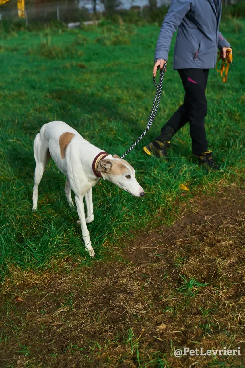 Josie pet levrieri greyhound4