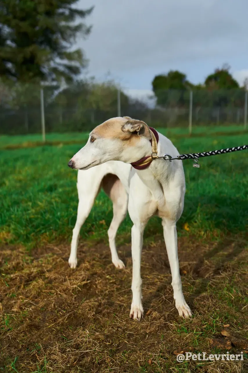 Josie pet levrieri greyhound5