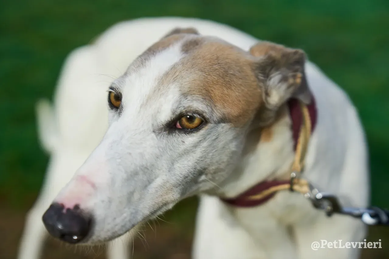 Josie pet levrieri greyhound6