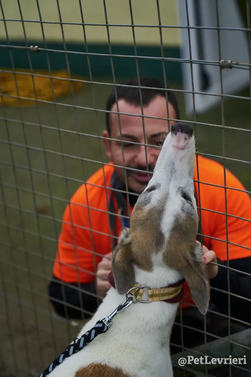 Josie pet levrieri greyhound7