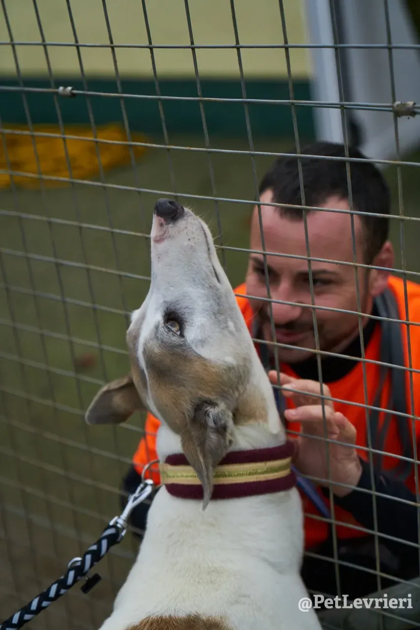 Josie pet levrieri greyhound8