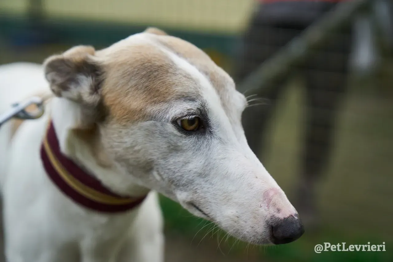 Josie pet levrieri greyhound9