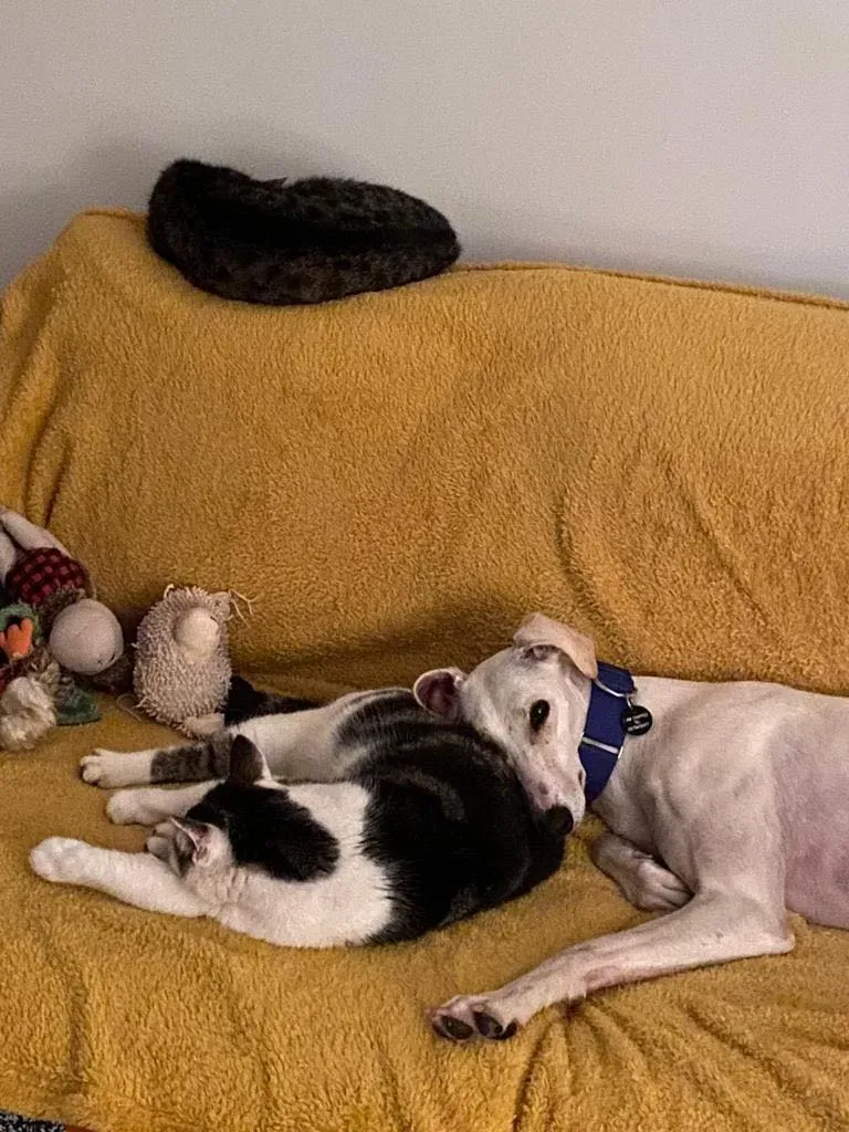 Journey Petlevrieri lurcher adozione 1