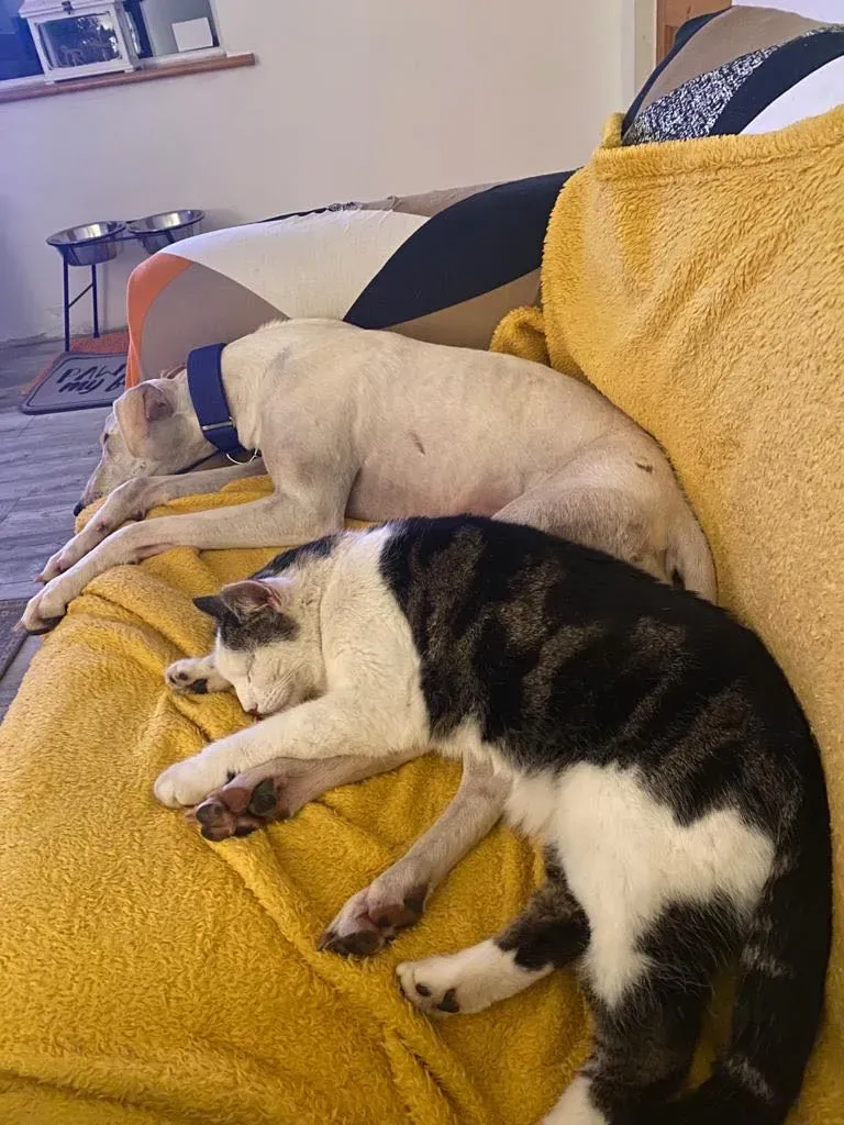 Journey Petlevrieri lurcher adozione 2