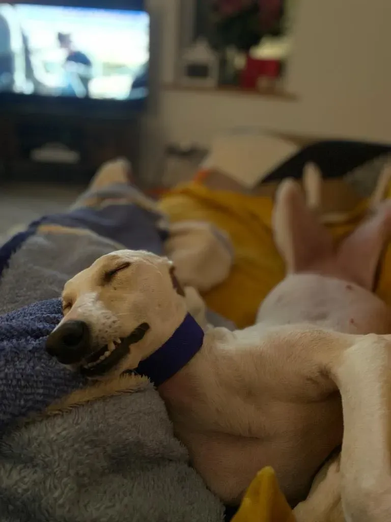 Journey Petlevrieri lurcher adozione 3