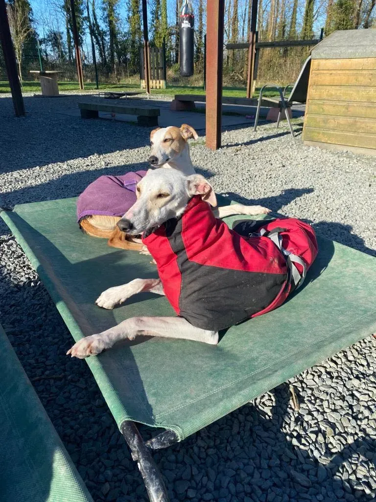 Journey Petlevrieri lurcher adozione 4