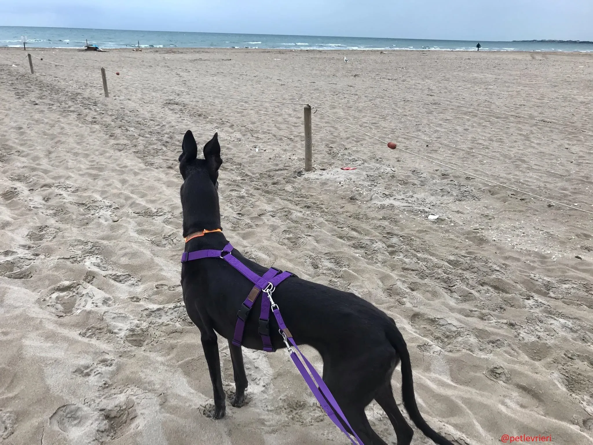 Joy adozione levrieri greyhound macao 61 1