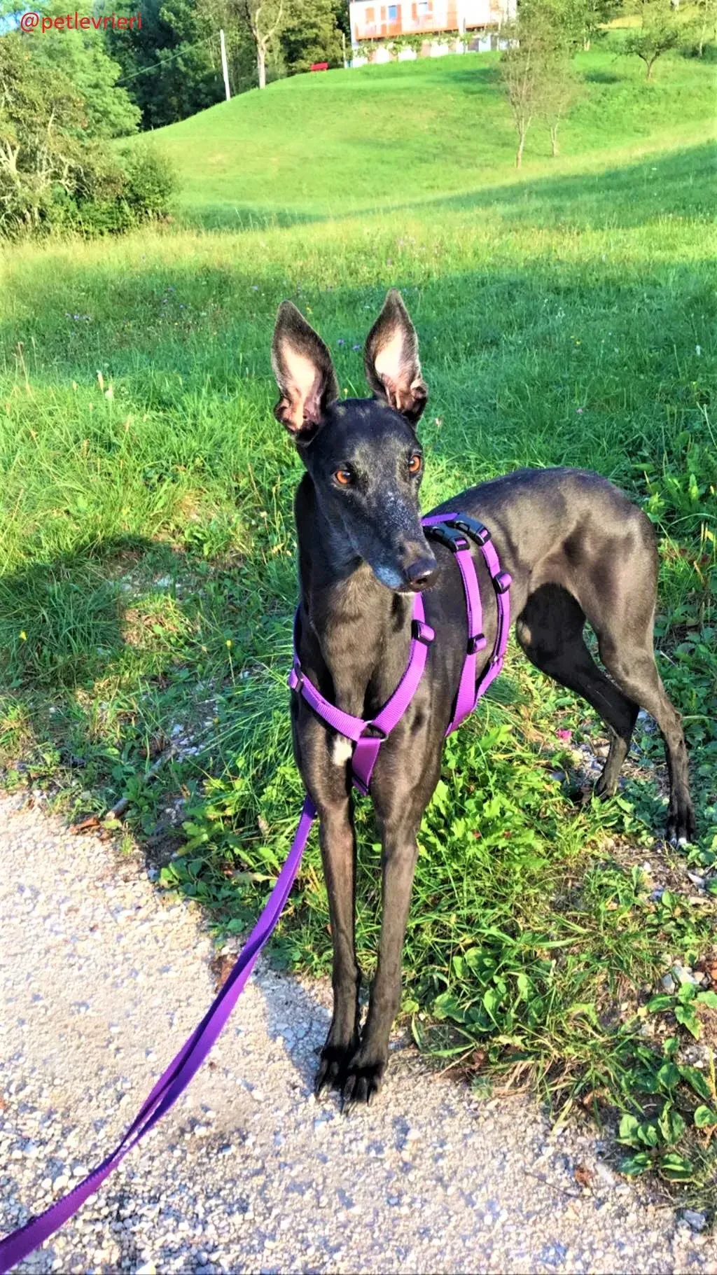 Joy adozione levrieri greyhound macao 62 1