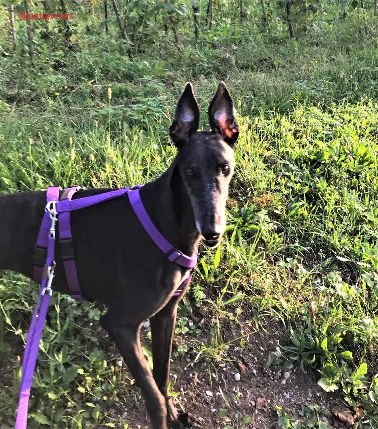 Joy adozione levrieri greyhound macao 63 1