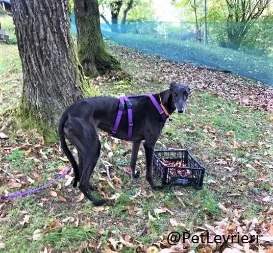 Joy adozione levrieri greyhound macao 64