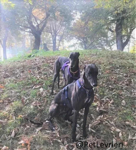 Joy adozione levrieri greyhound macao 65