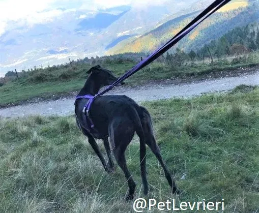 Joy adozione levrieri greyhound macao 66