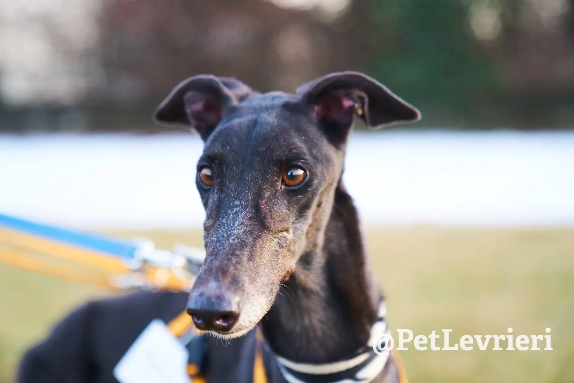 Joyful Town adozione greyhound macao 1