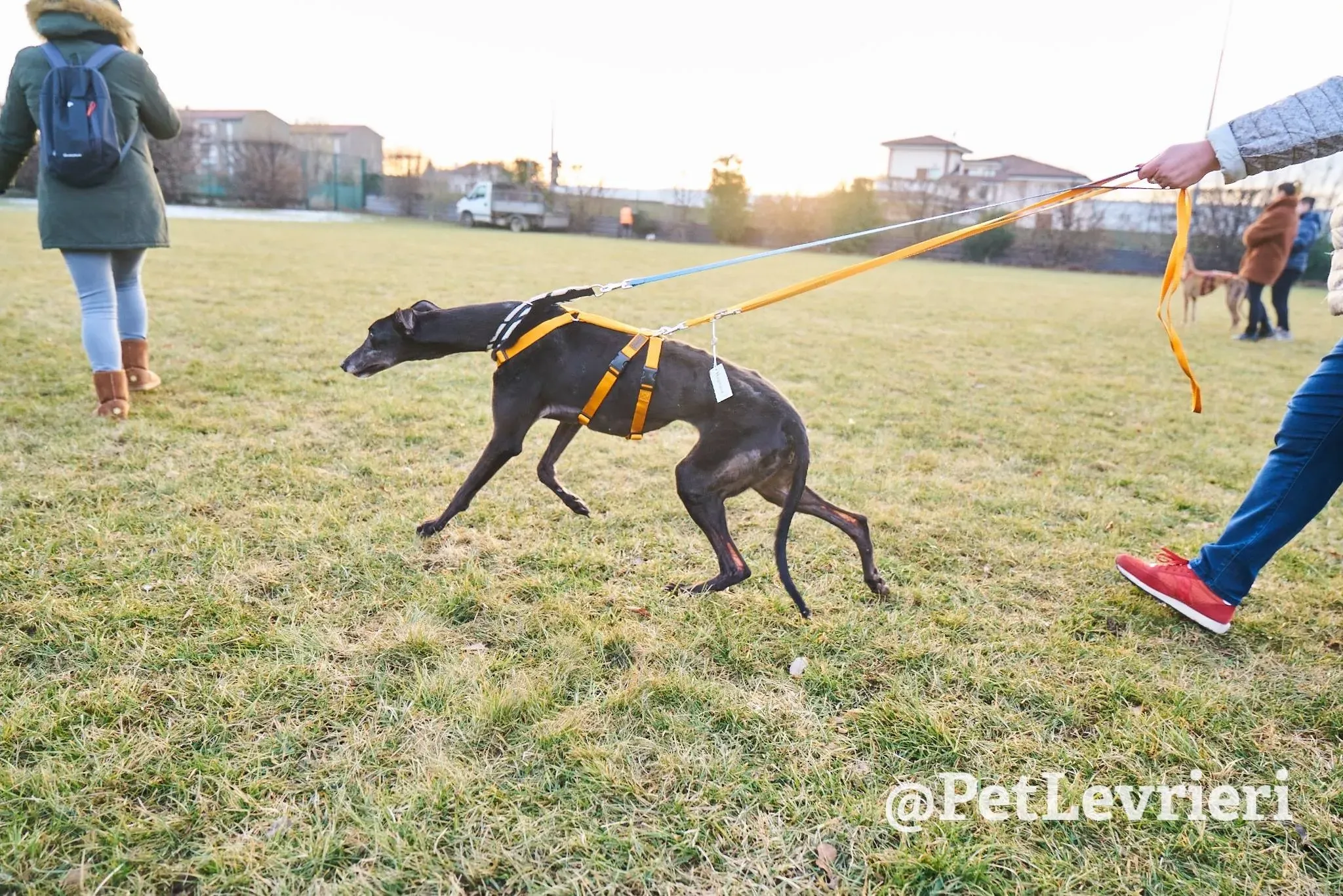 Joyful Town adozione greyhound macao 10