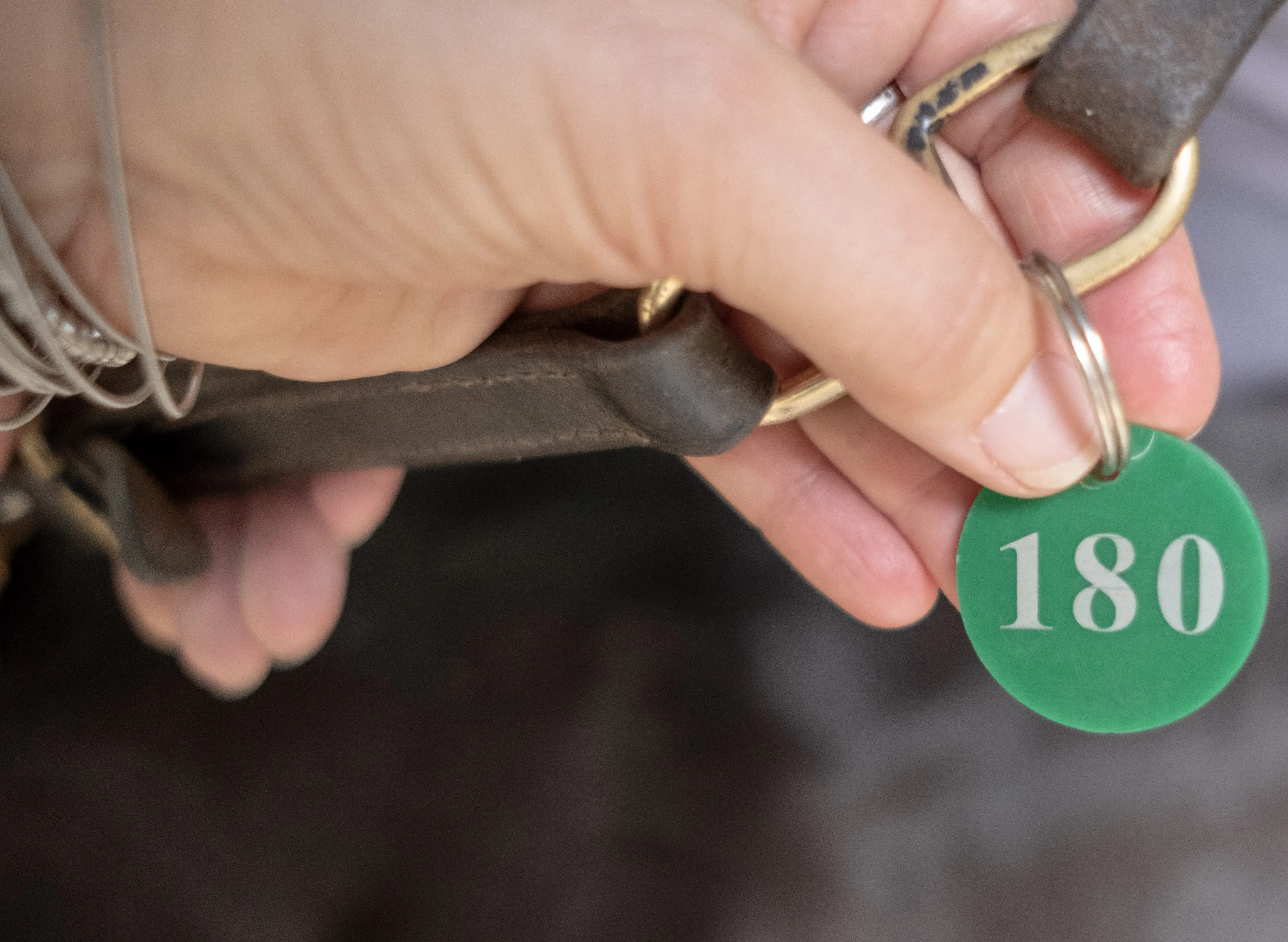 Joyful Town adozione greyhound macao 12