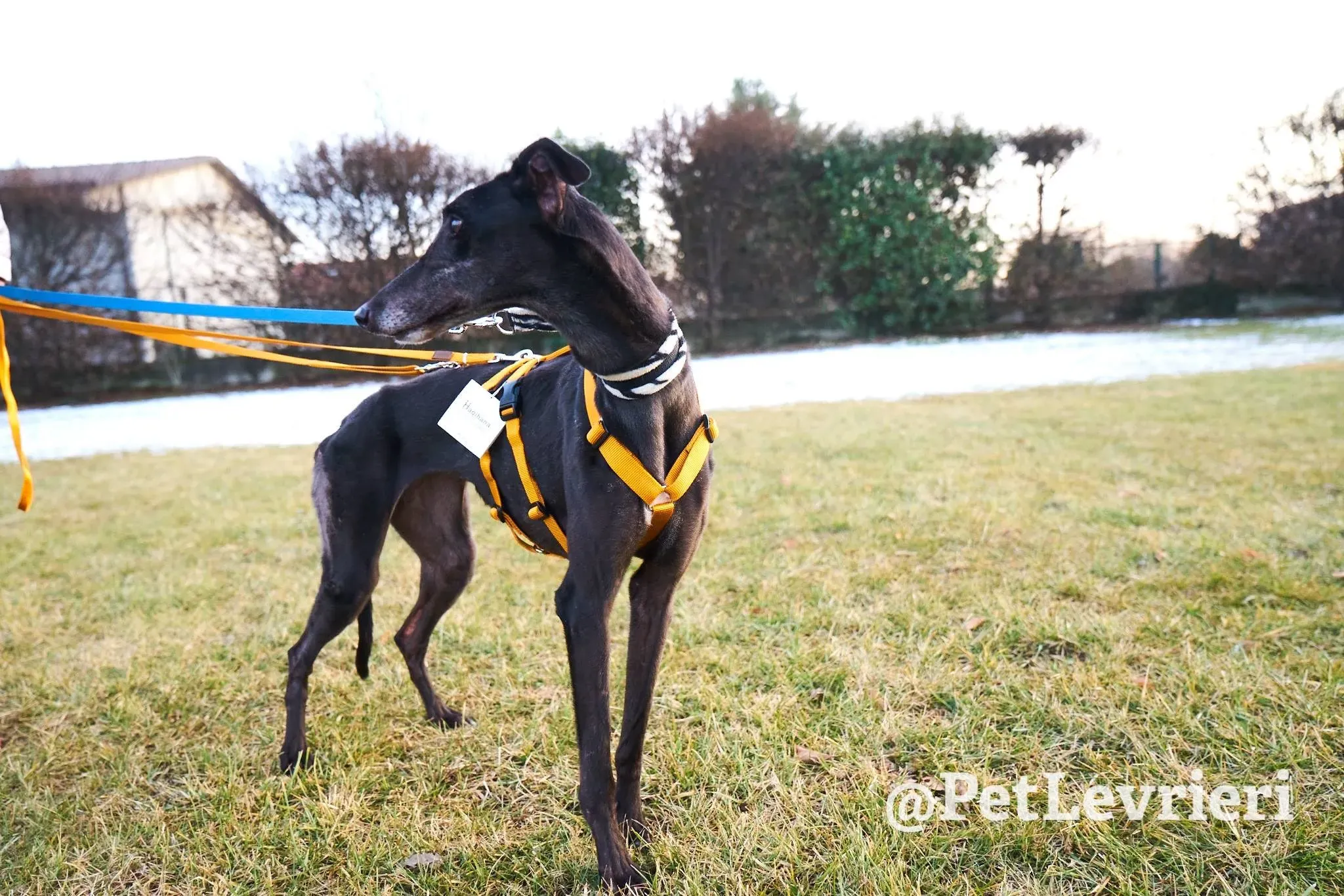 Joyful Town adozione greyhound macao 2