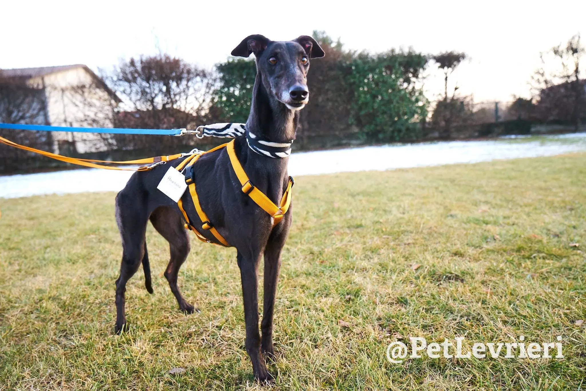 Joyful Town adozione greyhound macao 3