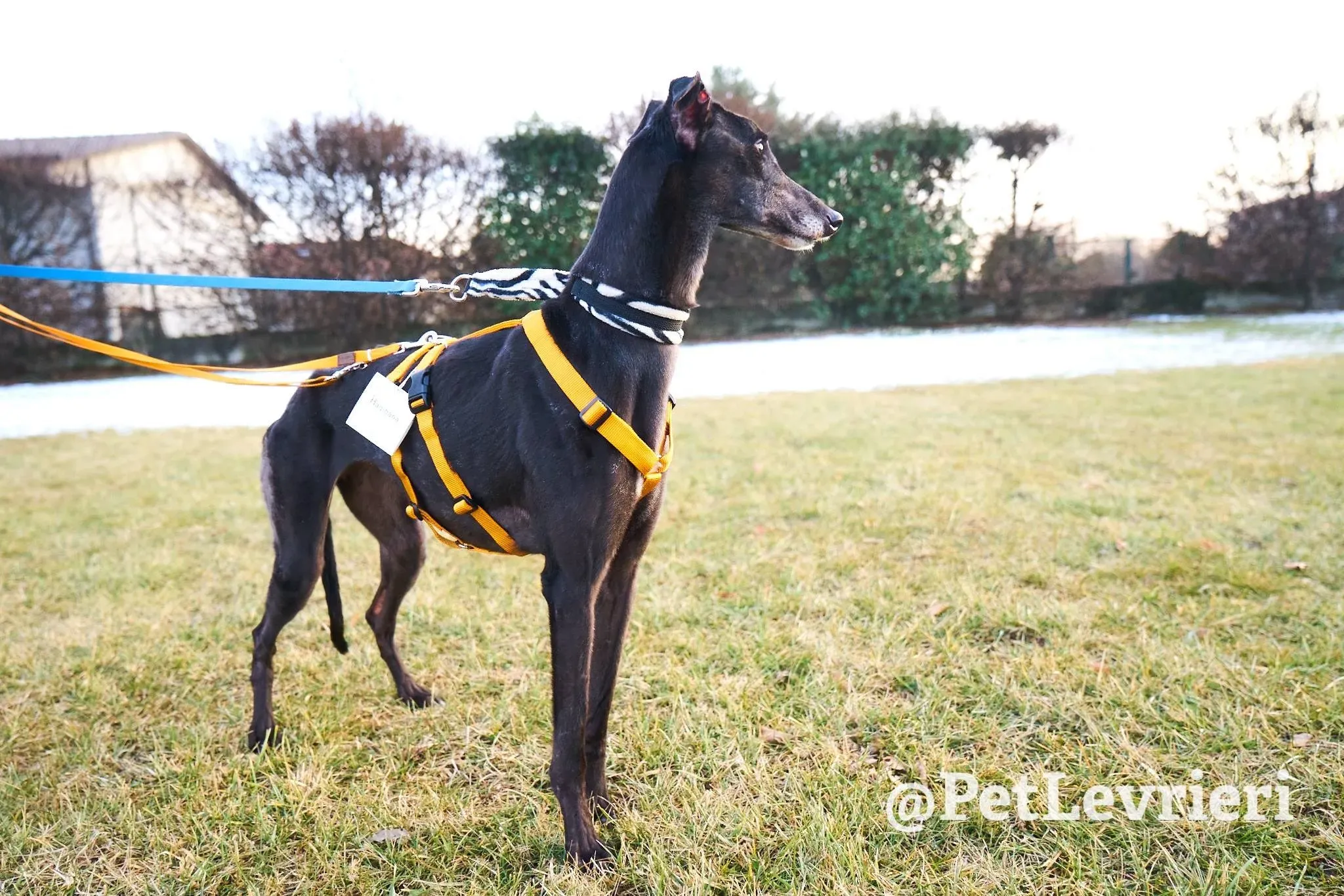 Joyful Town adozione greyhound macao 4