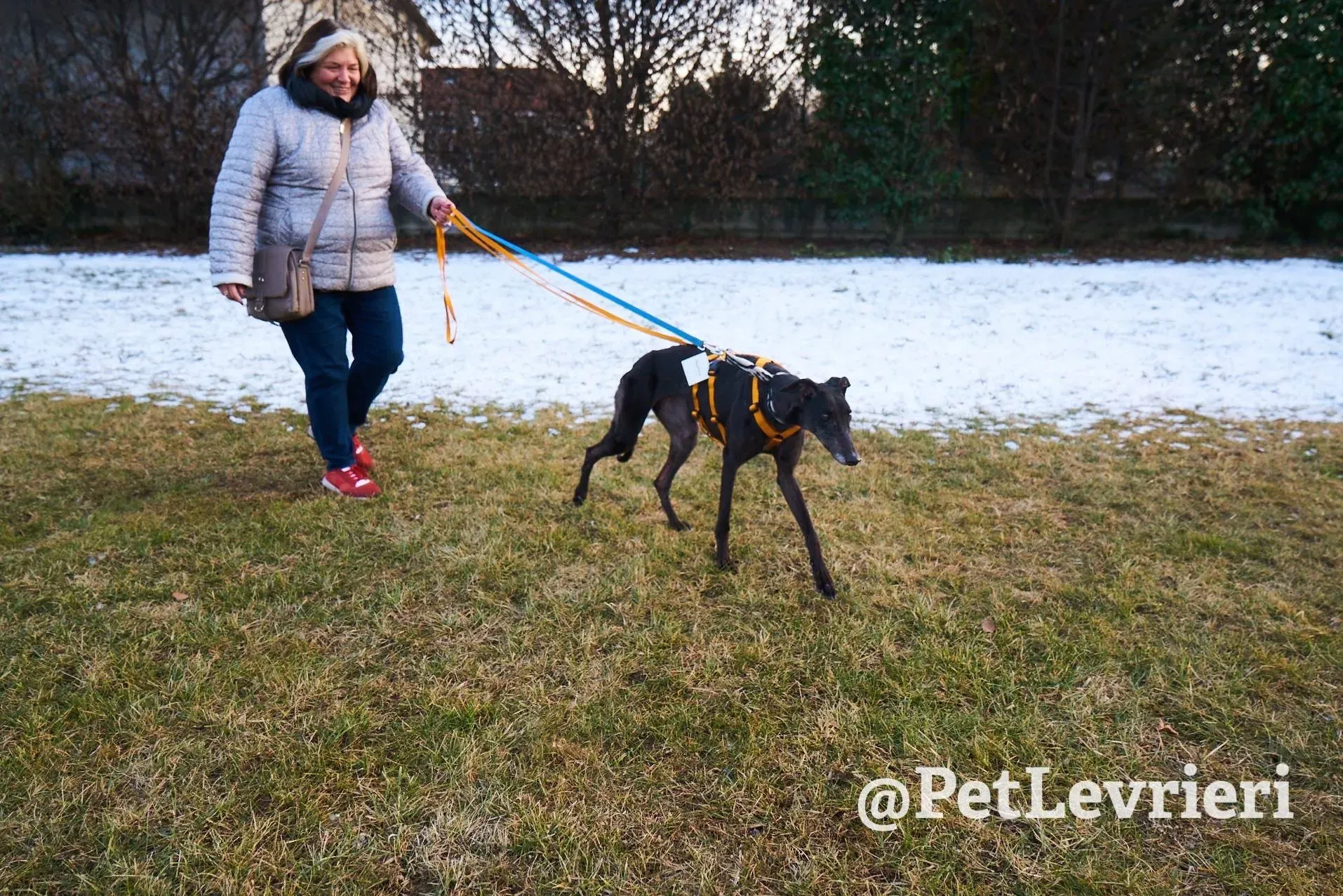 Joyful Town adozione greyhound macao 6