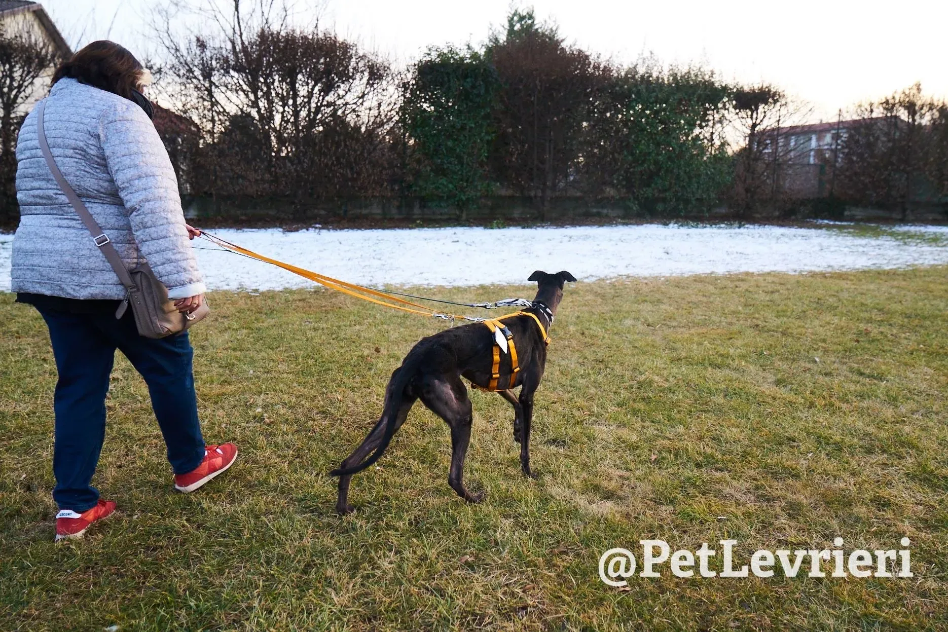 Joyful Town adozione greyhound macao 7