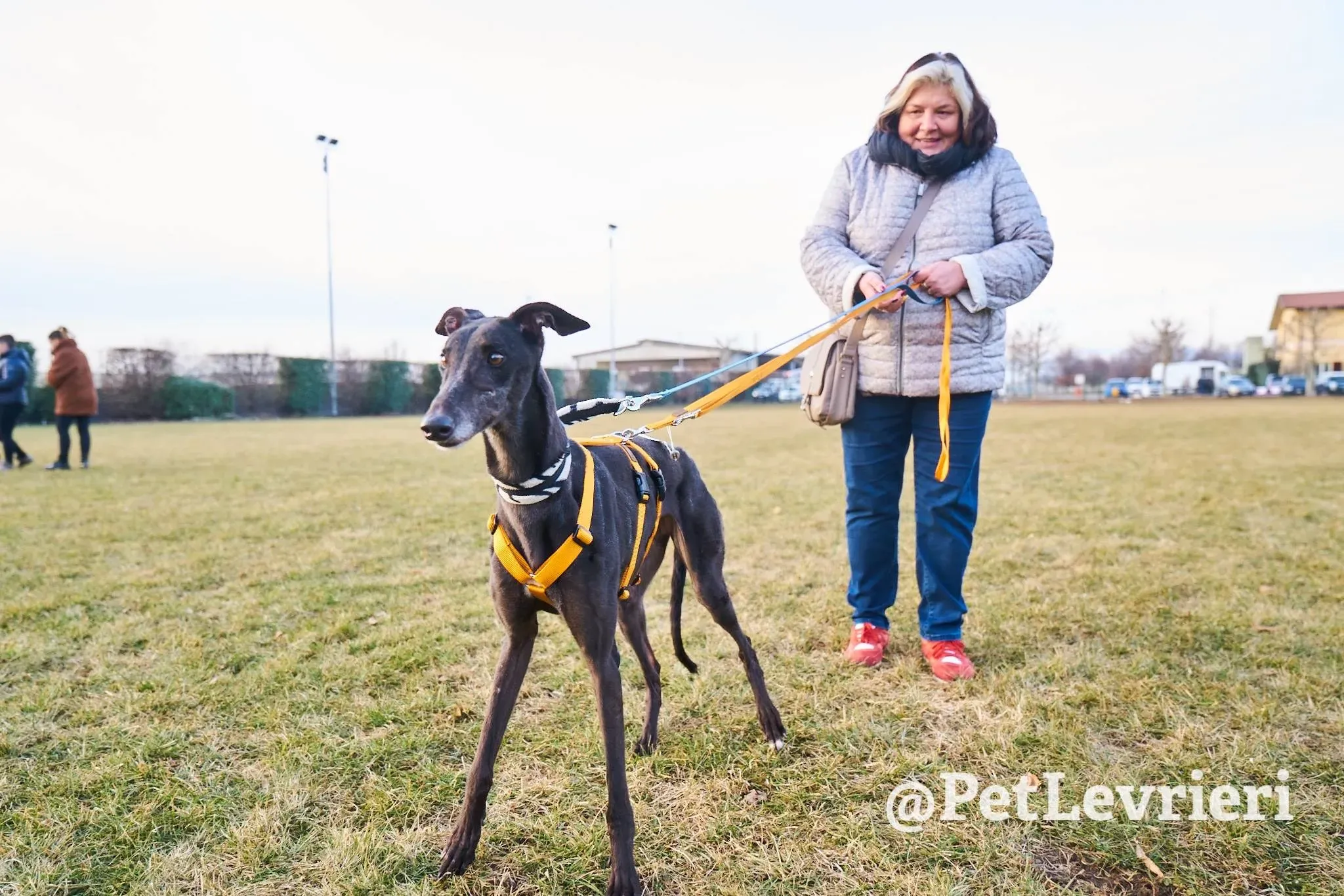 Joyful Town adozione greyhound macao 9