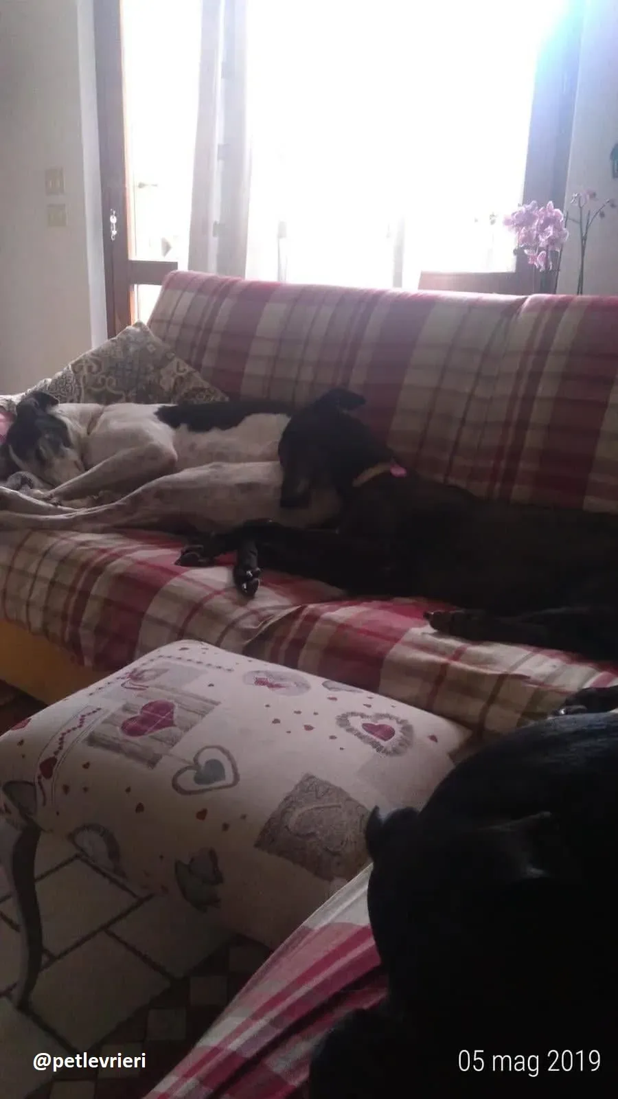 Joyful Town adozione greyhound macao